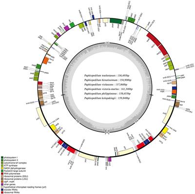 Comparative Analysis of the Complete Chloroplast Genomes of Nine Paphiopedilum Species